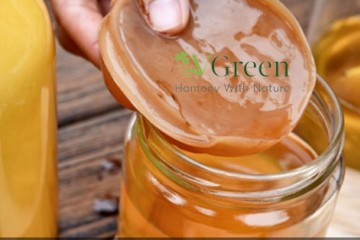 Cách nuôi Kombucha tại nhà đảm bảo thành công 100%