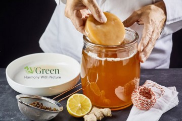 Con giấm kombucha là gì? Cách nuôi và những lưu ý khi sử dụng 