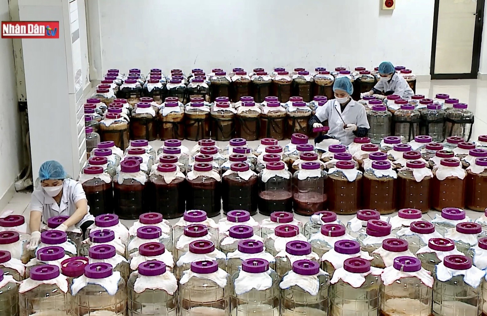 Xưởng nuôi nấm thủy sinh Scopy của Vgreen