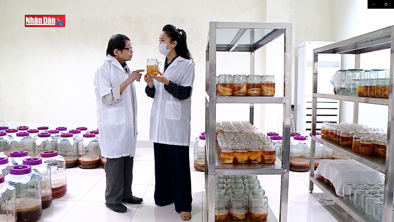 Xưởng nuôi nấm thủy sinh Scopy của Vgreen