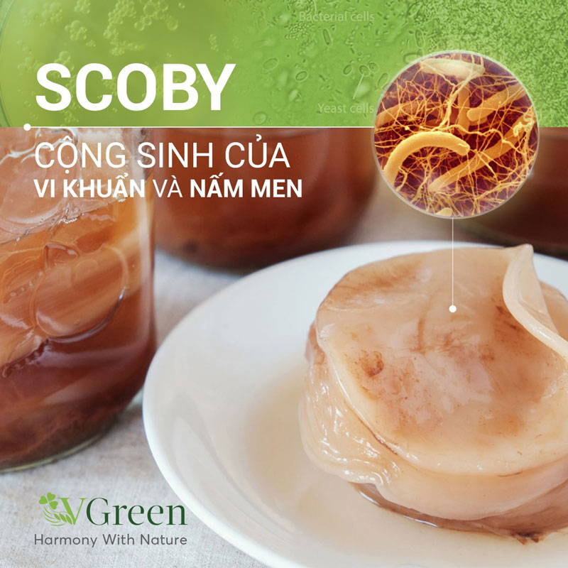  Con giống Scoby