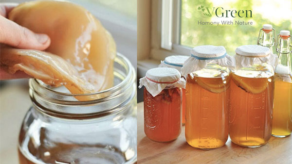 bước 3 cho con men Scoby vào nước trà - cách làm kombucha trái cây