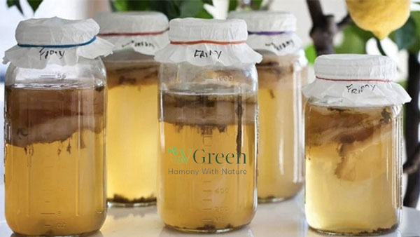 bước 4 Lên men - cách làm kombucha trái cây