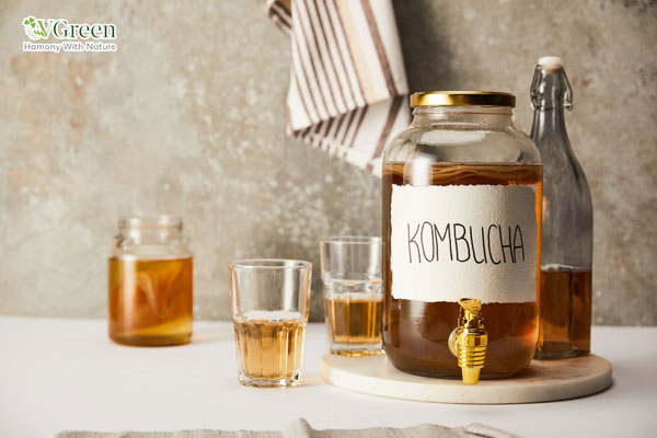 kombucha miễn phí