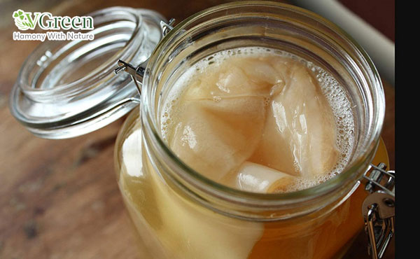 kombucha miễn phí