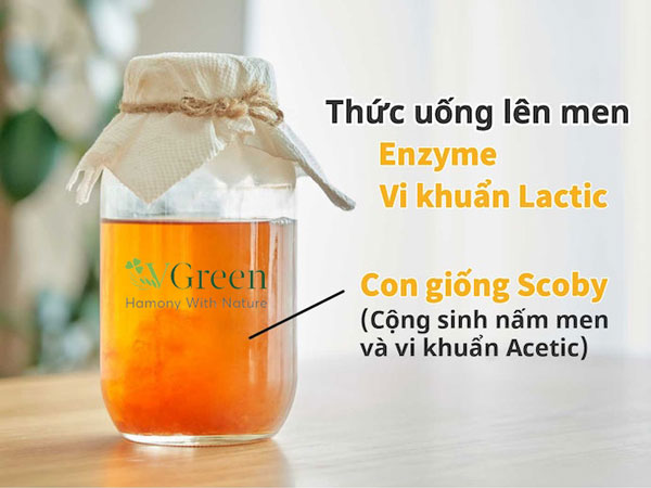 kombucha loại nào ngon