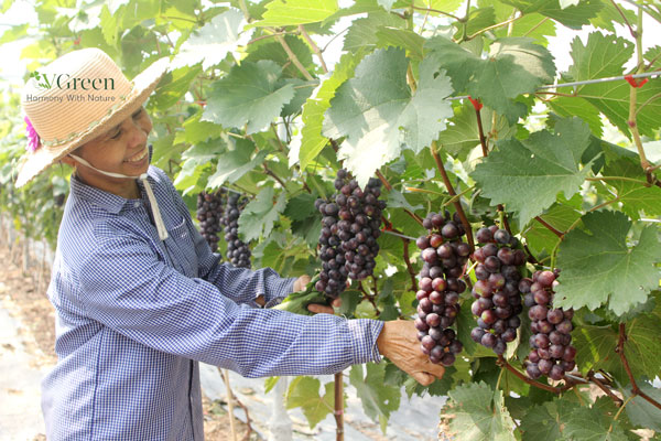 Quy trình sản xuất rượu nho chi tiết