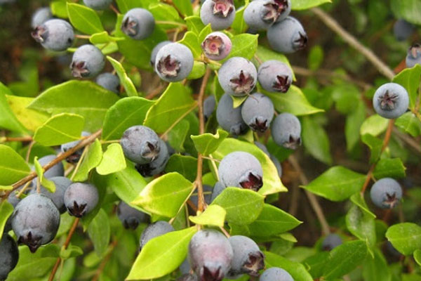 Uống rượu sim có tác dụng gì đối với sức khỏe?